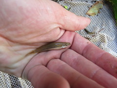 Fundulus olivaceus