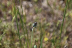 Tyrimnus leucographus