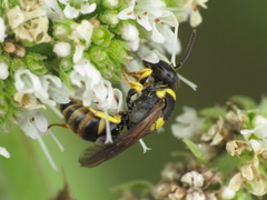 Hylaeus pictus