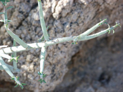 Euphorbia schimperiana