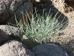 Euphorbia schimperiana