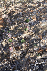Eriospermum capense capense
