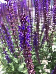 Salvia