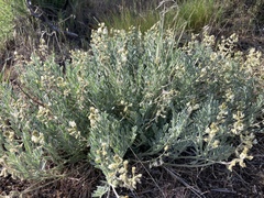 Astragalus lyallii