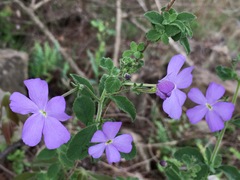 Jamesbrittenia grandiflora