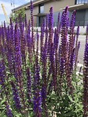 Salvia