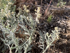 Astragalus lyallii