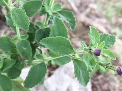 Jamesbrittenia grandiflora