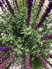Salvia