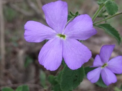 Jamesbrittenia grandiflora