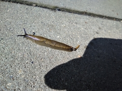 Gastropoda