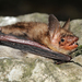 Mouse-eared Bat - Photo (c) Ján Svetlík, some rights reserved (CC BY-NC-ND)