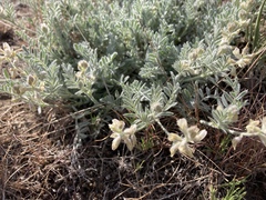 Astragalus lyallii