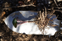 Eriospermum capense capense