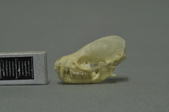 Greater Mouse-Eared Bat photo 5