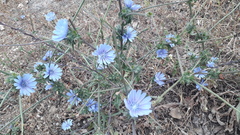 Cichorium endivia