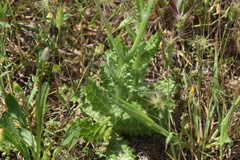 Tyrimnus leucographus