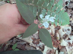 Scutellaria pseudoserrata