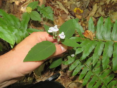Scutellaria pseudoserrata