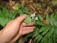 Scutellaria pseudoserrata