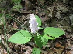 Scutellaria pseudoserrata