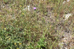 Tyrimnus leucographus