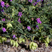 Astragalus lentiginosus - Photo (c) Hadley Paul Garland, algunos derechos reservados (CC BY-SA)