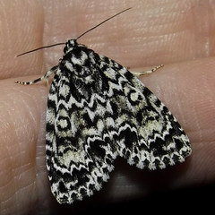 Acronicta fragilis