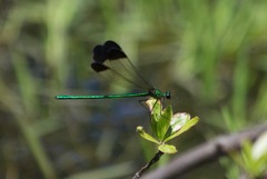 Calopteryx dimidiata