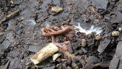 Dolichoplana striata