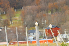 Daptrius albogularis