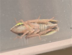 Draeculacephala constricta