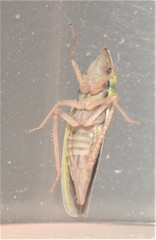 Draeculacephala constricta