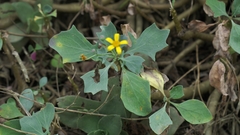 Othonna triplinervia