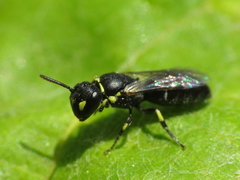 Hylaeus pictipes