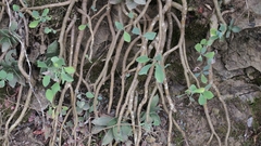 Othonna triplinervia
