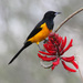 Black-vented Oriole - Photo (c) Will Stuart, some rights reserved (CC BY-NC), uploaded by Will Stuart