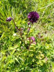 Aquilegia atrata