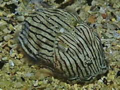 Sepioloidea lineolata