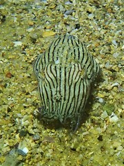 Sepioloidea lineolata