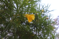 Cascabela thevetia