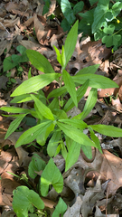 Magnoliopsida