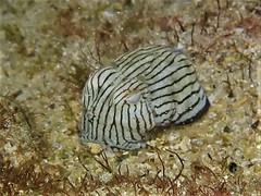 Sepioloidea lineolata