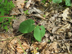 Matelea carolinensis