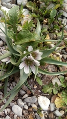 Colchicum palaestinum