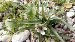 Colchicum palaestinum