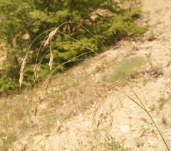 Piptatherum holciforme