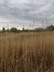Phragmites australis