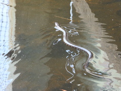 Nerodia sipedon williamengelsi