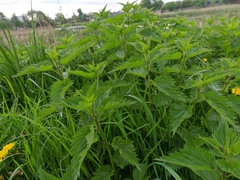 Urtica dioica